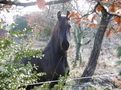 frison