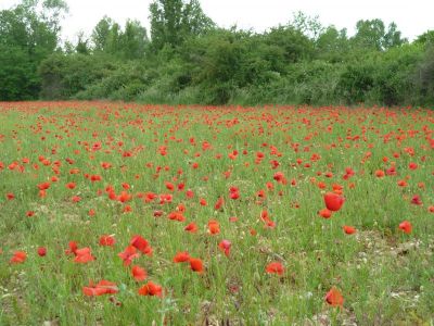 les coquelicots en juin aux divols