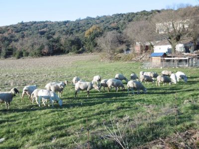 nos brebis