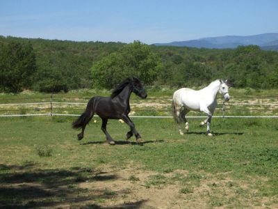 nos chevaux