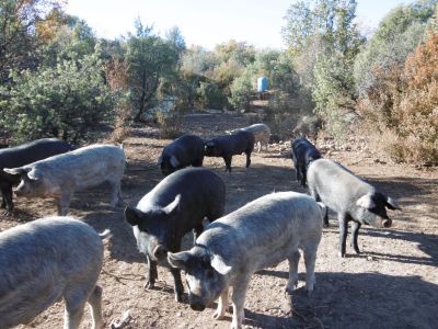 nos cochons