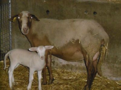 nos moutons